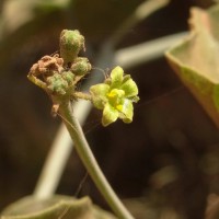 Corallocarpus epigaeus (Rottler) Hook.f.